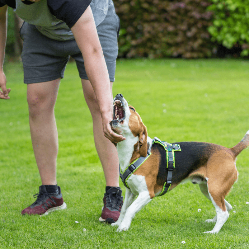 a dog barking angrily at its a person